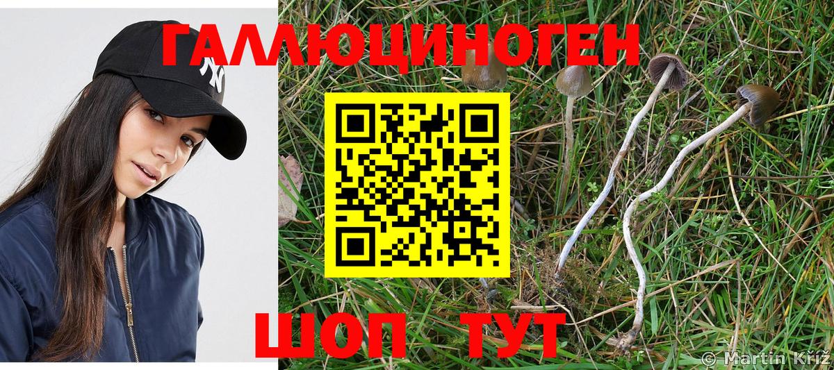 Псилоцибиновые грибы Psilocybe  Вход с VPN  Татарск  Галлюциногенные грибы мицелий 